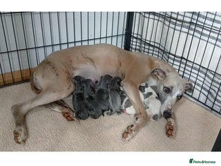 Whippet dogs for sale - Advert 1