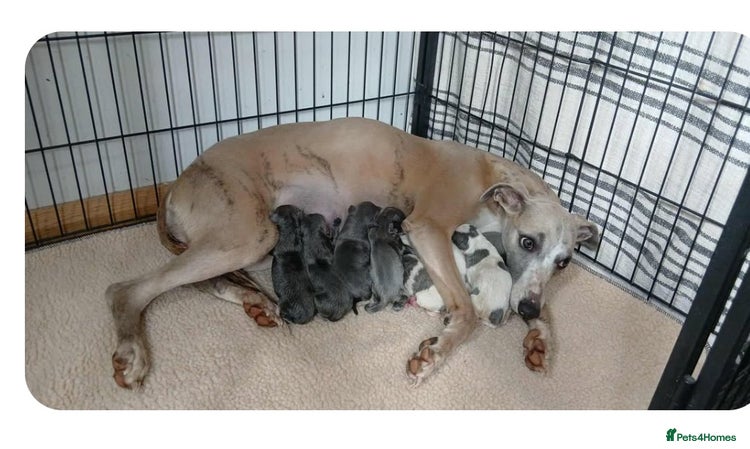 Whippet dogs - Advert 1