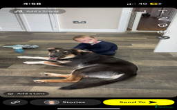 Mixed Breed dogs for sale: 9 month old blue gsd x collie  - Image 5
