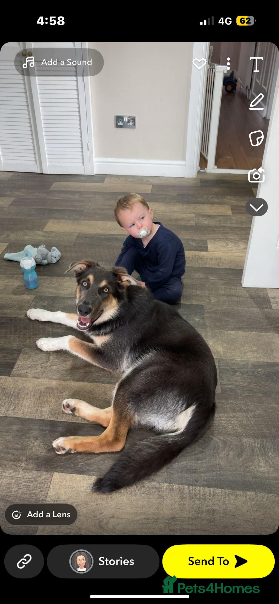 Mixed Breed dogs for sale: 9 month old blue gsd x collie  - Image 5