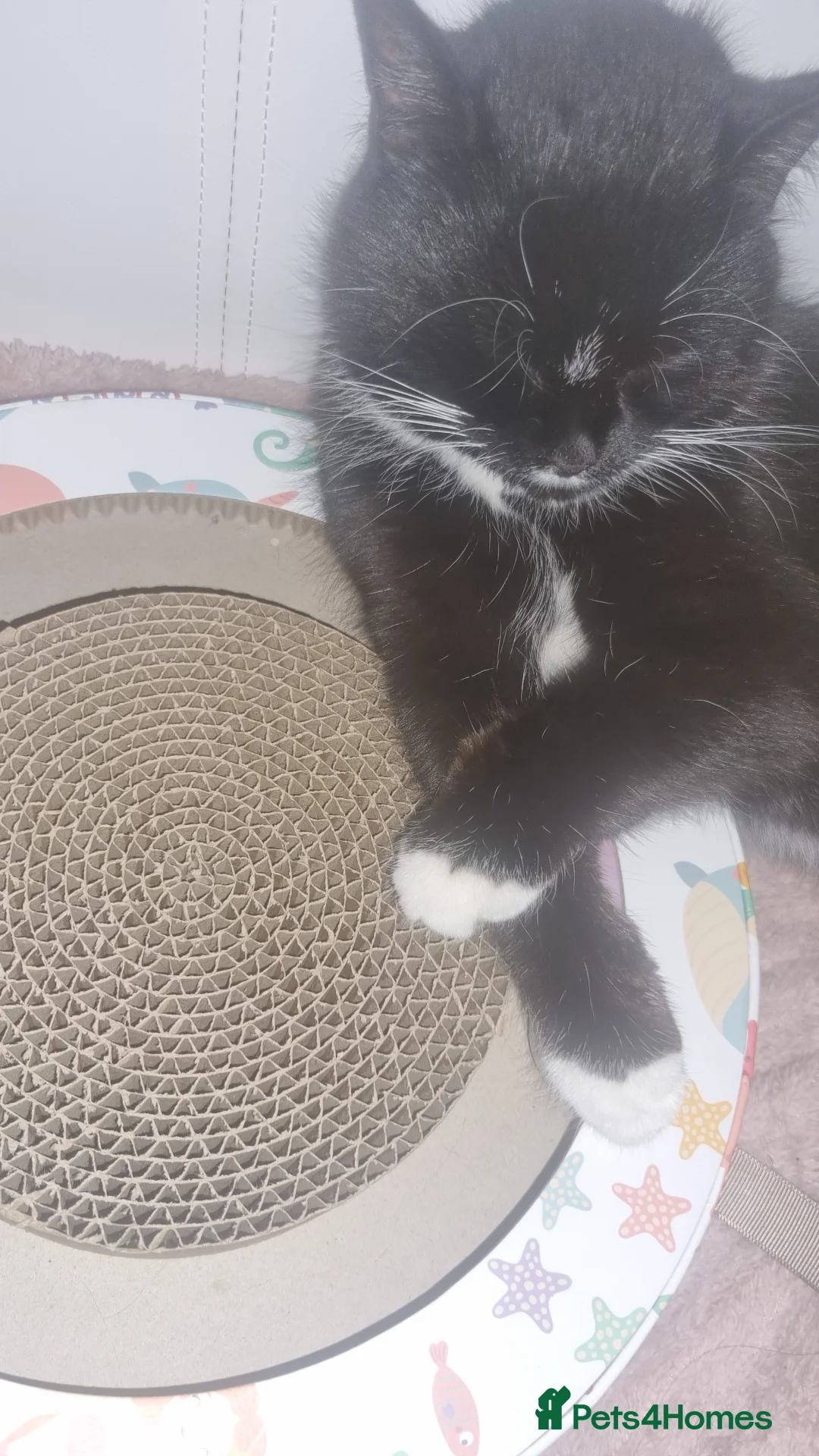 Domestic Shorthair cats for sale: Minnie 7 month affectionate rescue kitten 💖 - Advert 2