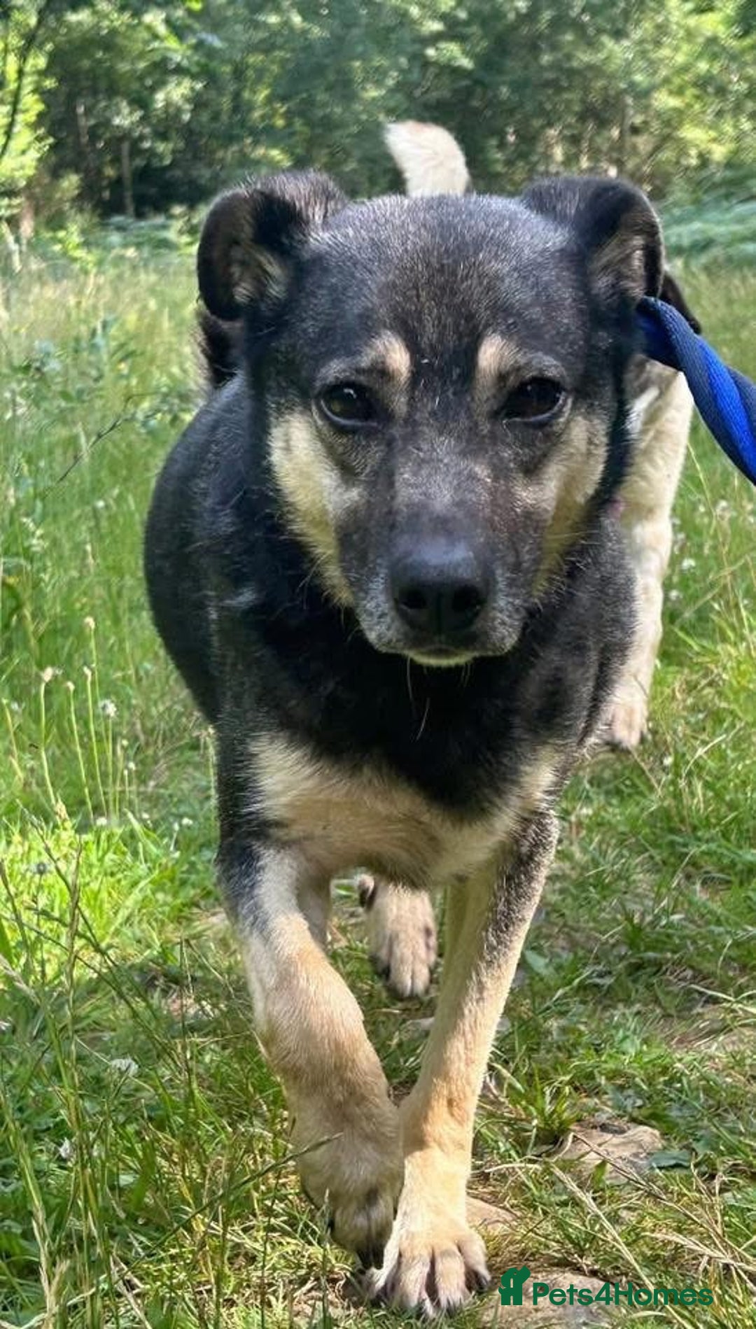 Mixed Breed dogs for adoption: Joey - Norwich Norfolk  - Image 7