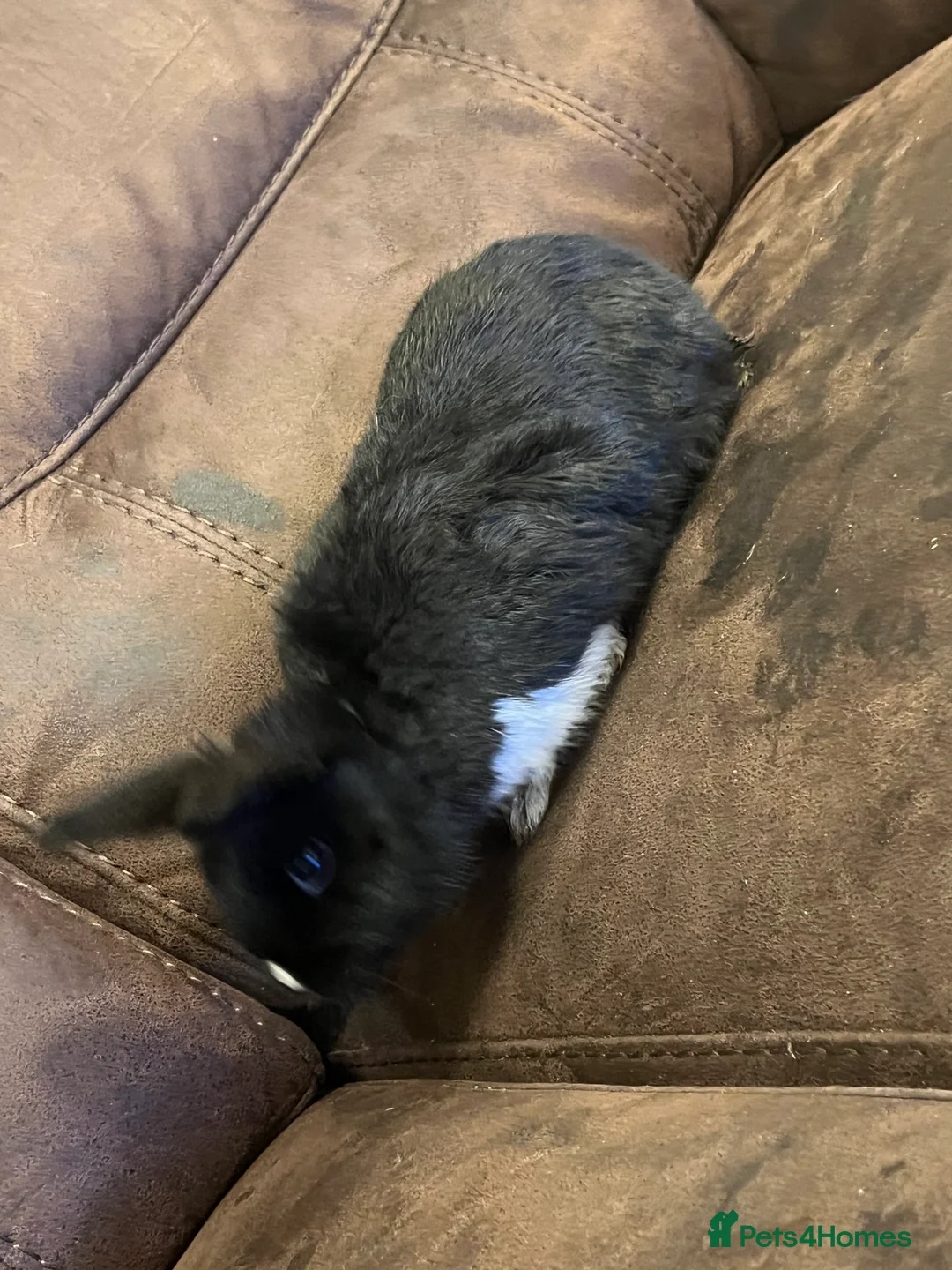 Netherland Dwarf rabbits for sale: House raised - Advert 9