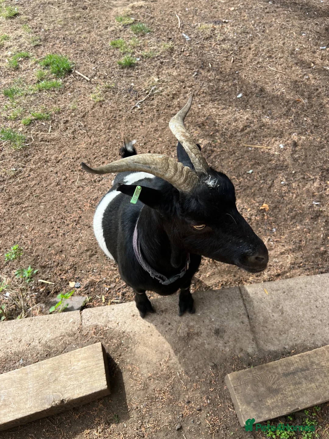 Goats livestock for sale: Goats for sale  in Rugby - Advert 6