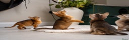 Abyssinian cats for sale: 6 Amazing Abyssinians, Extra Lovlely Personality - Advert 23