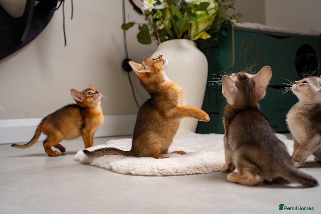 Abyssinian cats for sale: 6 Amazing Abyssinians, Extra Lovlely Personality - Advert 23