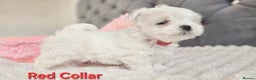 Maltese dogs for sale: 4 Exceptional Maltese Girl Puppies**KC REGISTER** - Advert 9