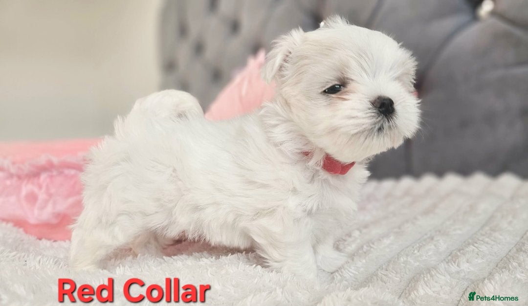 Maltese dogs for sale: 4 Exceptional Maltese Girl Puppies**KC REGISTER** - Advert 9