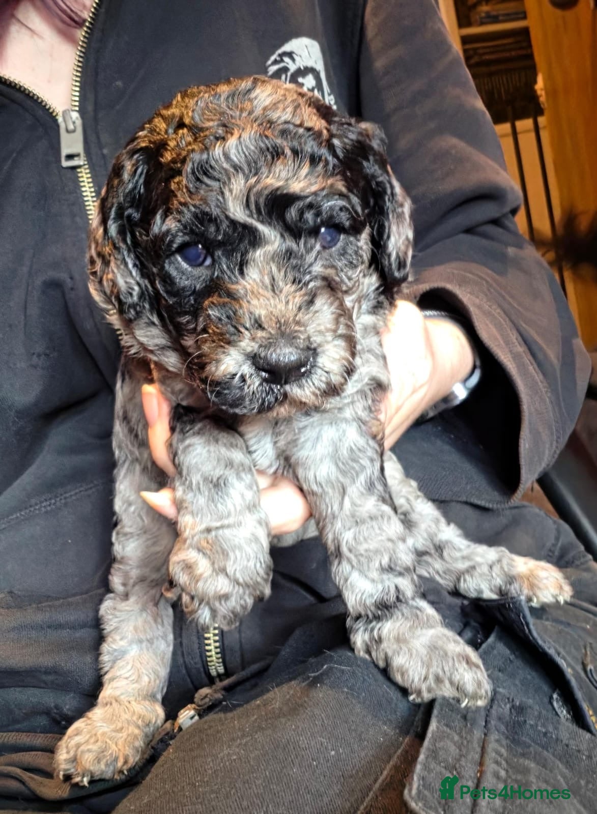 Australian Labradoodle dogs red/Merle multi generation Australian Labradoodle  - Advert 1