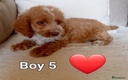 Cockapoo dogs for sale: Beautiful Green eyed, f1 cockerpoos - Image 6