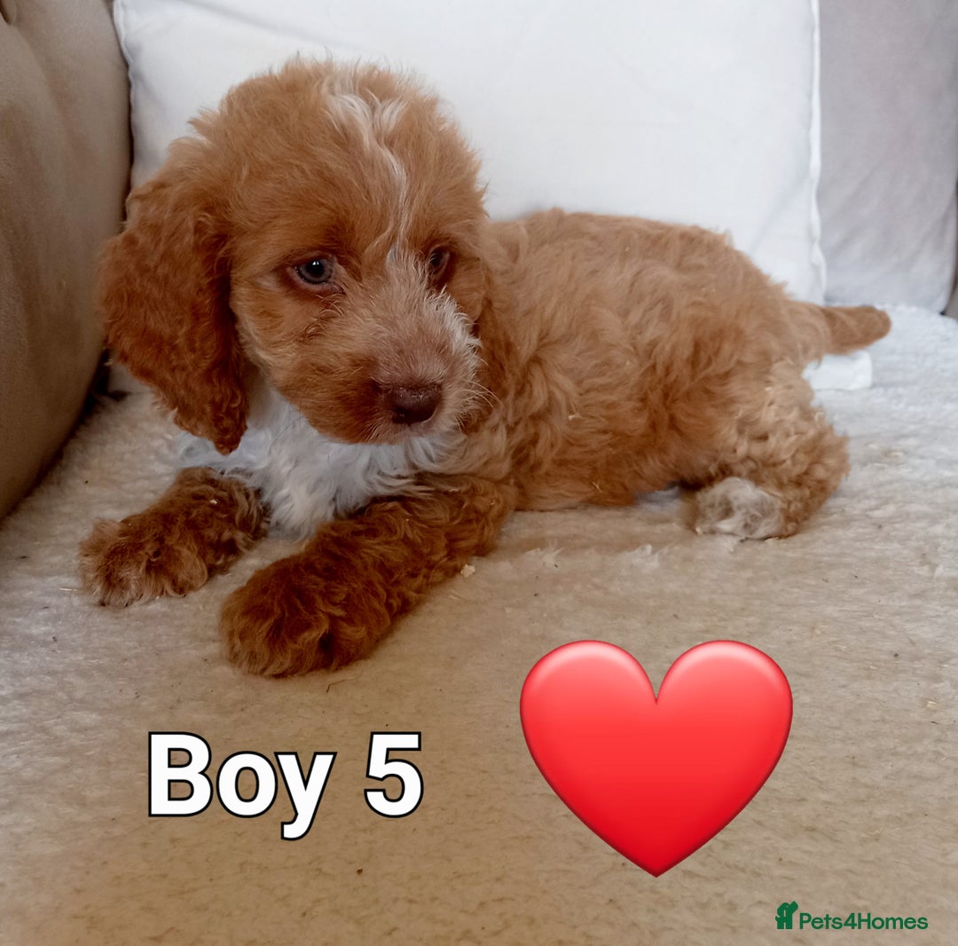 Cockapoo dogs for sale: Beautiful Green eyed, f1 cockerpoos - Image 6
