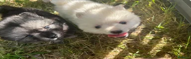Pomsky Puppy 3