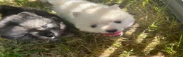 Pomsky dogs for sale: Pomsky puppies  - Advert 29