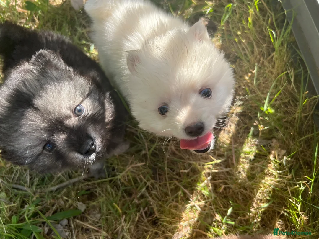 Pomsky dogs for sale: Pomsky puppies  - Advert 29