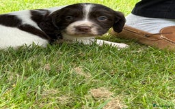 English Springer Spaniel dogs for sale: Springer spaniel puppies for sale  - Image 3