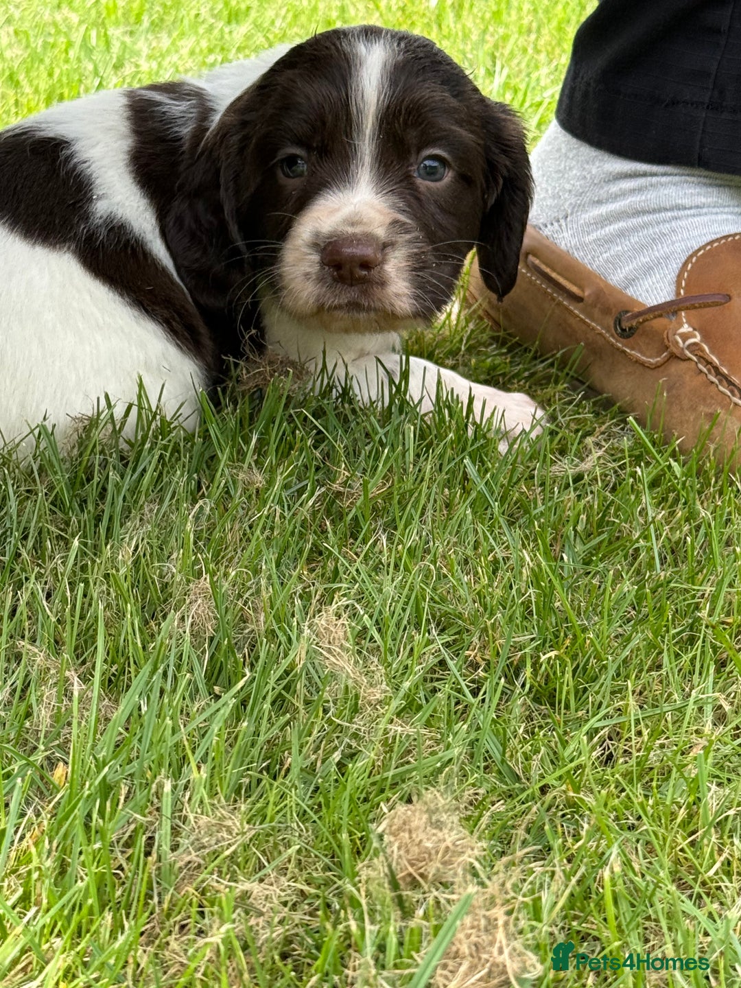 English Springer Spaniel dogs for sale: Springer spaniel puppies for sale  - Image 3