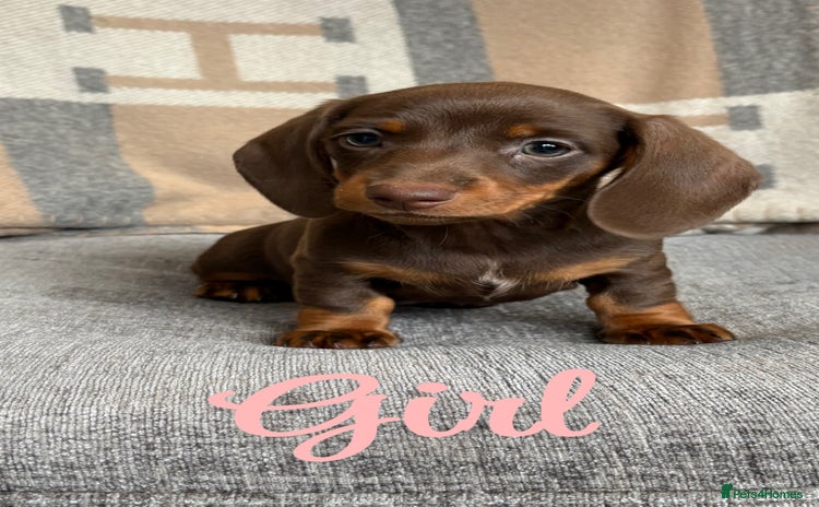 Miniature Dachshund dogs - Advert 4