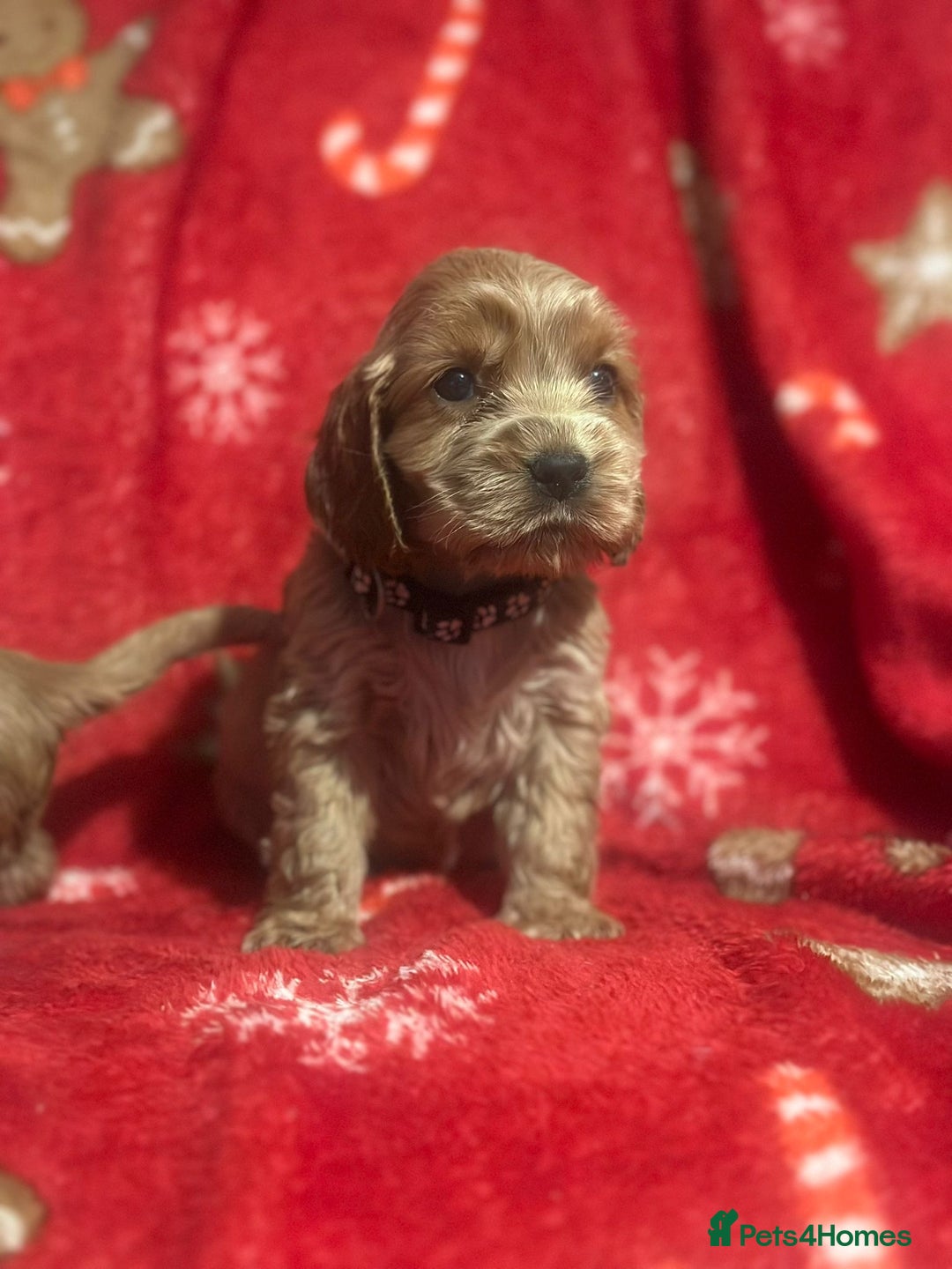 Cocker Spaniel dogs for sale: 🌟STUNNING SHOW COCKER SPANIEL BABIES🌟1 Boy left  - Advert 25