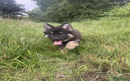 German Shepherd dogs for sale: 14 week old German Shepard  - Image 4