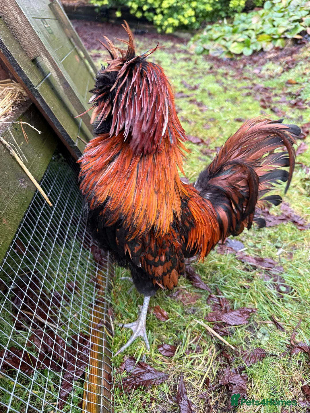 Chickens poultry for sale: Poland Bantam Trio’s  - Advert 2