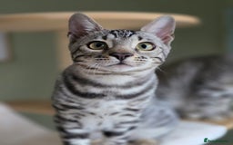 Bengal cats for sale: Two Silver Bengal Sisters  - Image 2