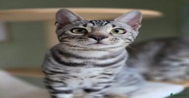 Bengal cats - Advert 10