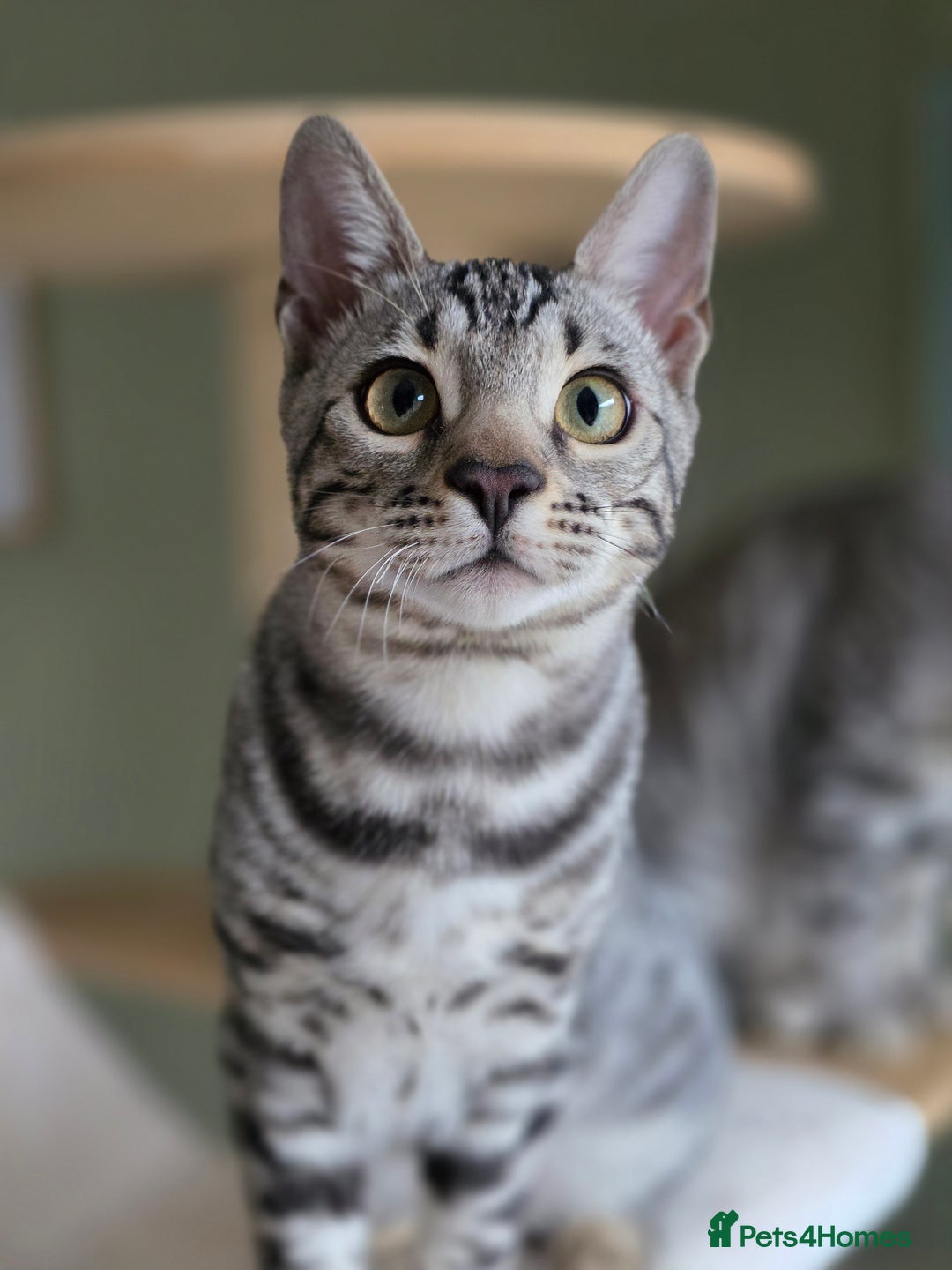 Bengal cats for sale: Two Silver Bengal Sisters  - Image 2