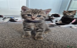 Mixed Breed cats for sale: Beautiful litter of 5 kittens  - Image 4