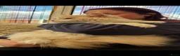 Maine Coon cats for sale: Maine Coon Kittens  - Advert 12
