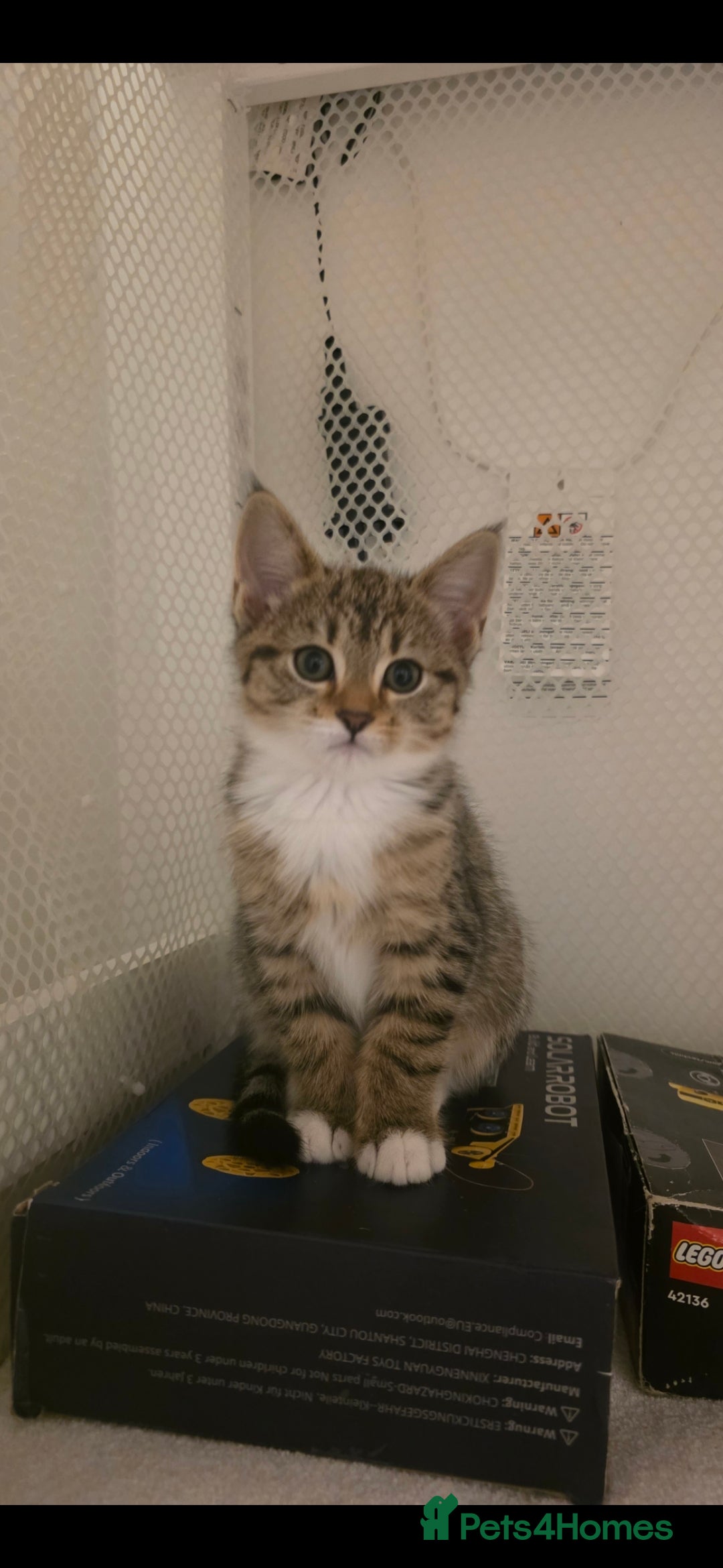 Mixed Breed cats 6 beautiful babies ready for new homes.  - Advert 1