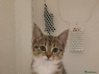 Mixed Breed cats 6 beautiful babies ready for new homes. - Advert 1