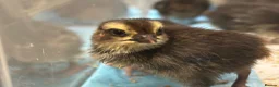 Quail poultry for sale: Coturnix quail chicks  - Advert 3