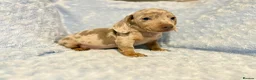 Miniature Dachshund dogs for sale: 7 beautiful puppies available  in Bradford - Advert 5