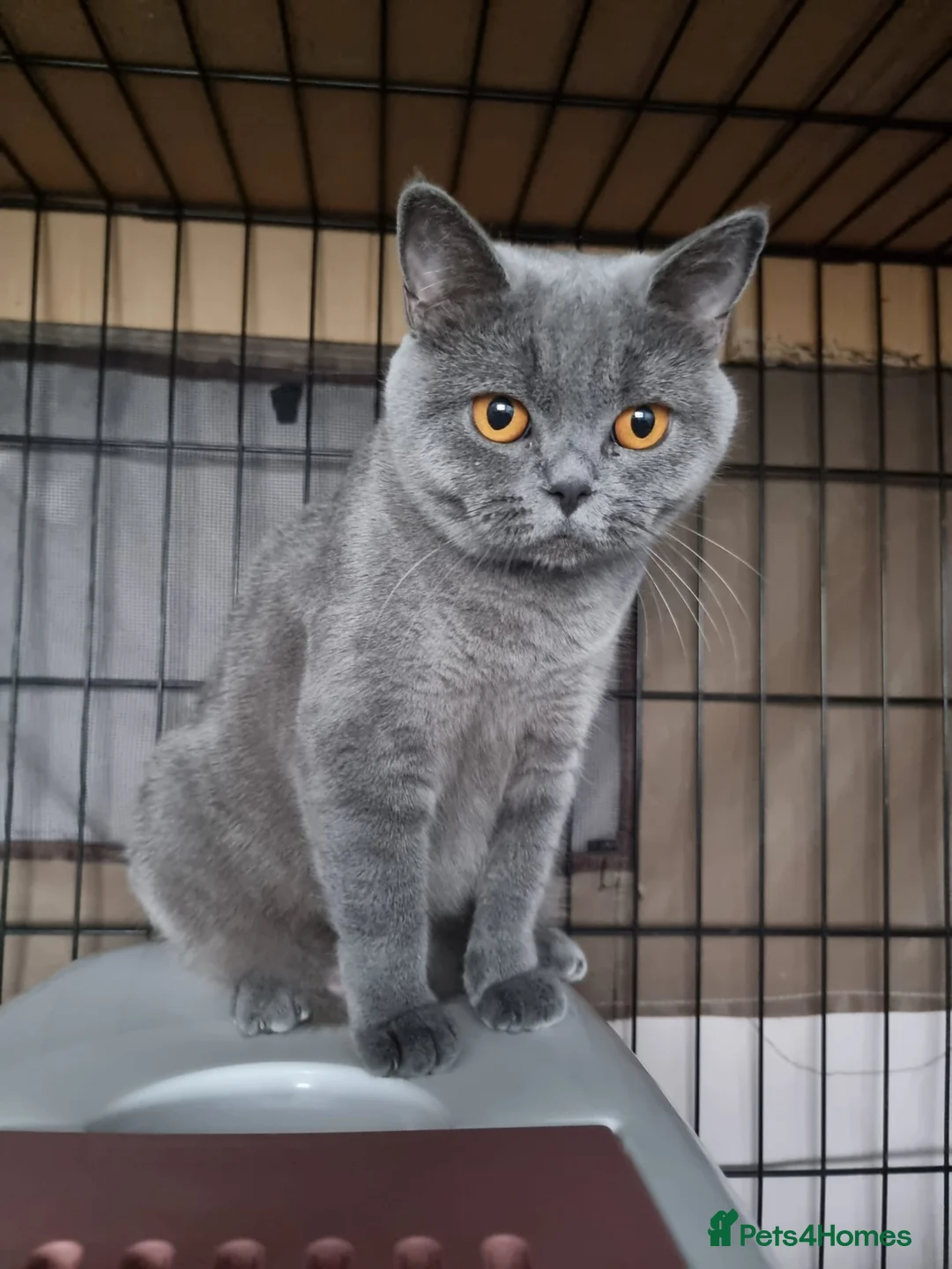 British Shorthair cats for sale: Last Female Ready Too Go GCCF Healthy Pedigree - Advert 9