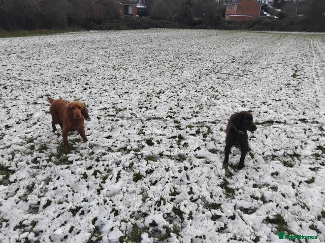 Cocker Spaniel dogs for sale: Roxie and Bears First Litter  - Advert 9