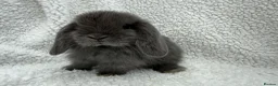 Mini Lop rabbits for sale: Last 2 plush lops available to reserve - Advert 19