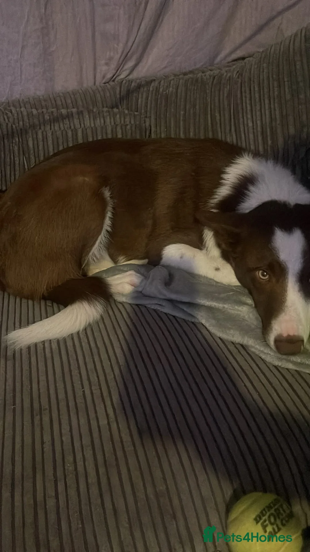 Border Collie dogs for sale: Beautiful boy pending collection - Advert 1