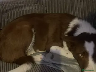 Border Collie dogs Beautiful boy - Advert 1