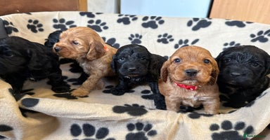Cockapoo dogs - Advert 4