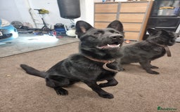 German Shepherd dogs for sale: *PROOF* 2 years old German shepard KC registered  - Image 1