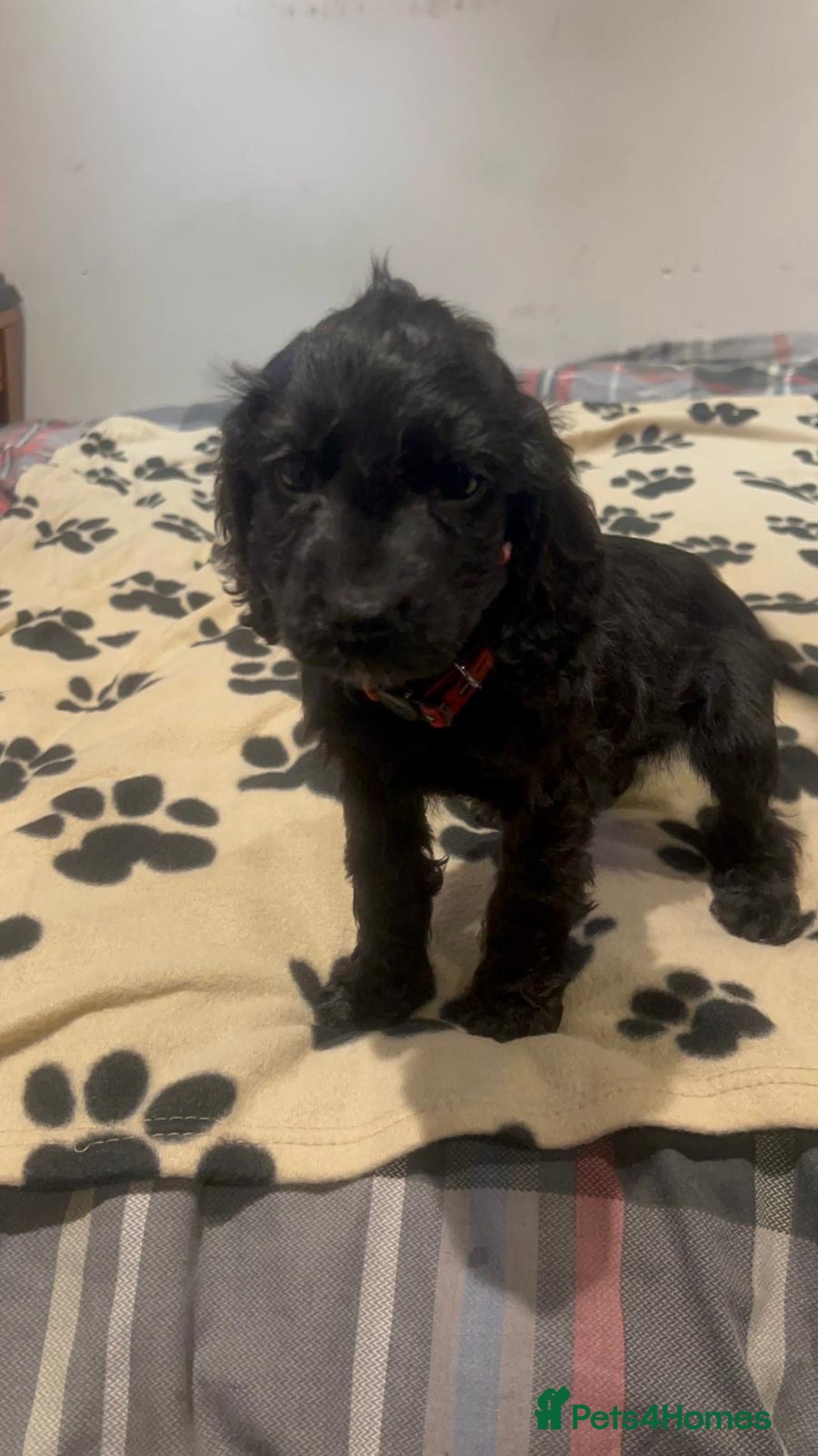 Cockapoo dogs for sale: Cocker spaniel/ cocapoo  - Advert 26