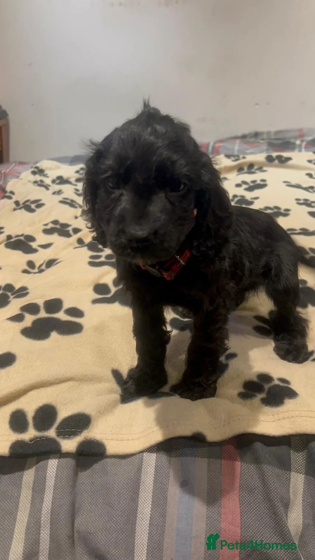 Cockapoo dogs for sale: Cocker spaniel/ cocapoo  - Advert 26