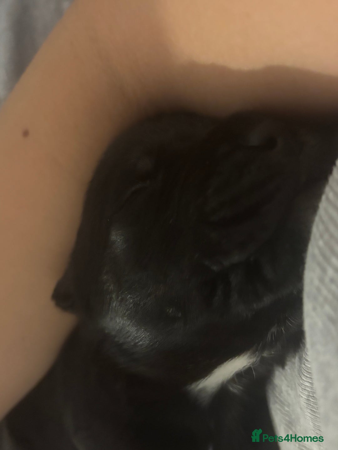 Cane Corso dogs for sale: 7 beautiful cane corso puppies  - Advert 3