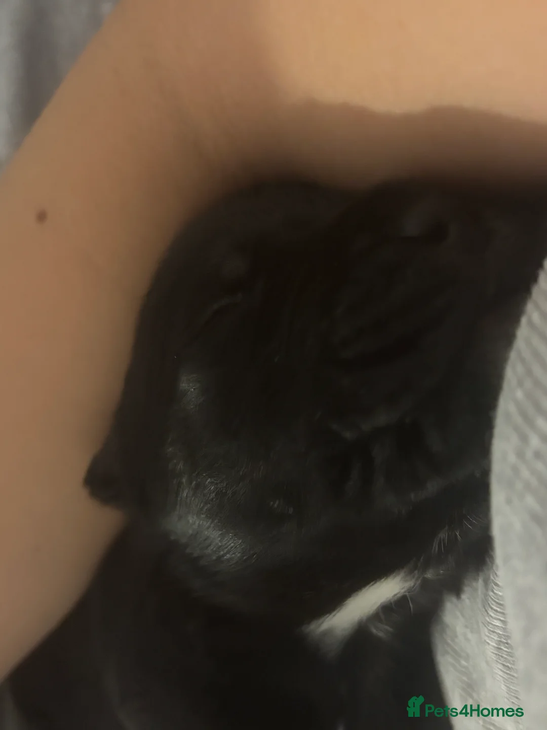 Cane Corso dogs for sale: 7 beautiful cane corso puppies  - Advert 3