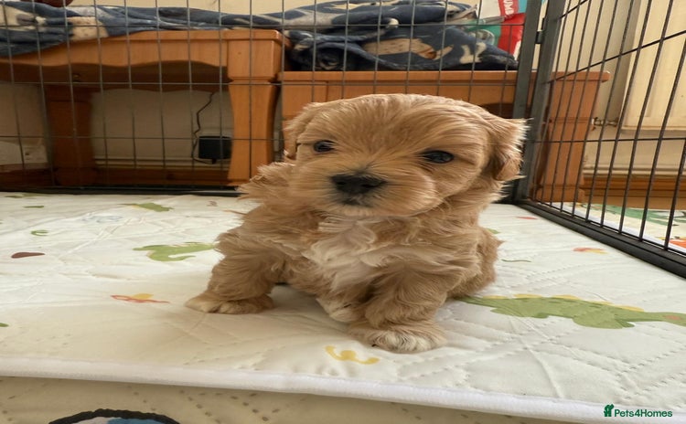 Maltipoo dogs - Advert 8