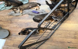 Mixed Breed dogs for sale: HuskyGerman/Rotweiler mixed breed puppies for sale - Advert 6