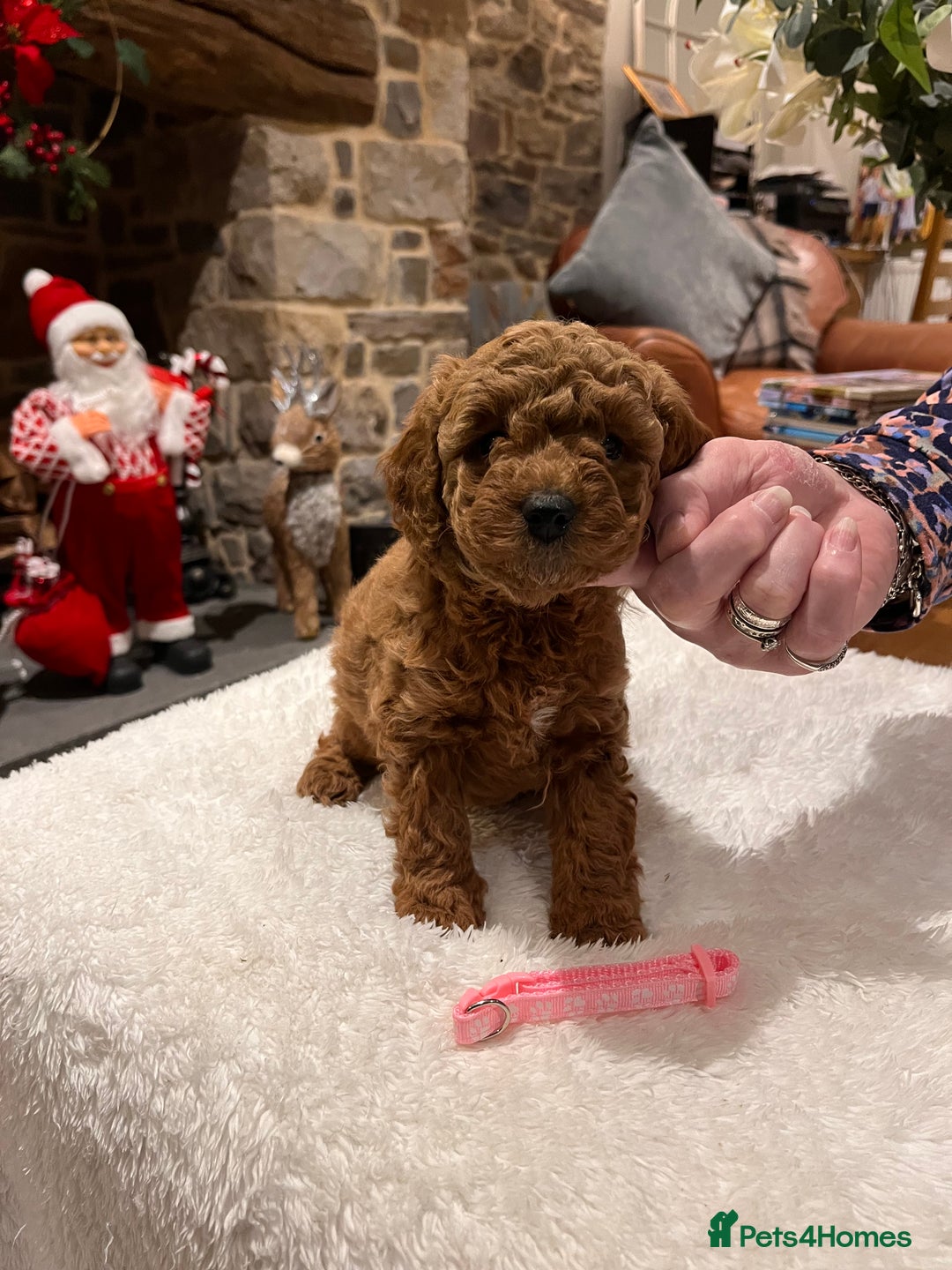 Toy Poodle dogs for sale: Stunning  Red Toy Poodle  puppies  - Advert 4