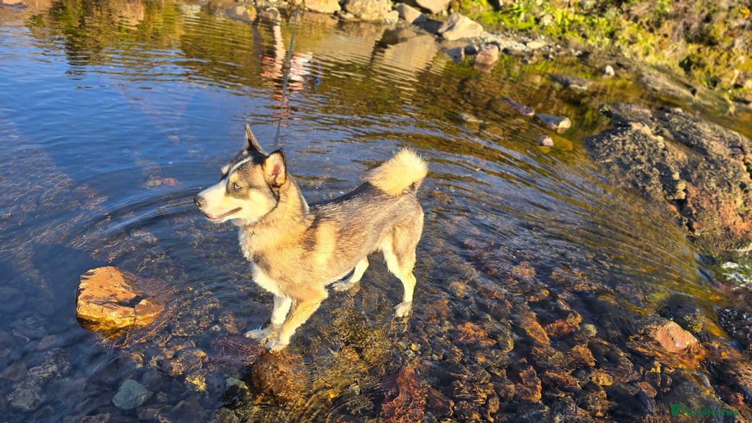 Pomsky dogs for sale: Pomsky F3 Pups -Read Descp - Image 14
