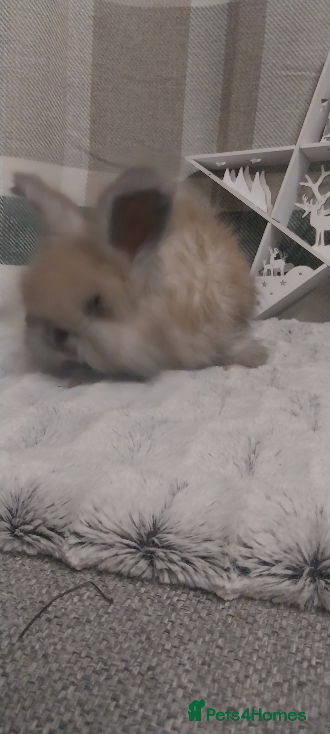 Angora rabbits for sale: Beautiful Angora boys  - Advert 2