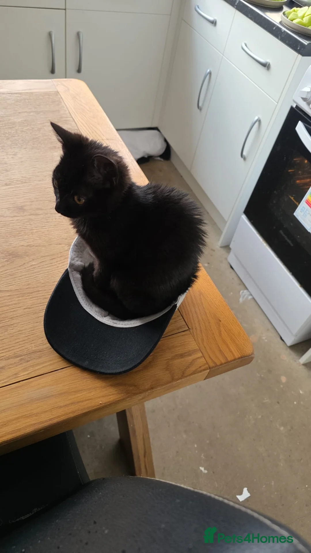 Mixed Breed cats for sale: Female kitten for sale  - Advert 1
